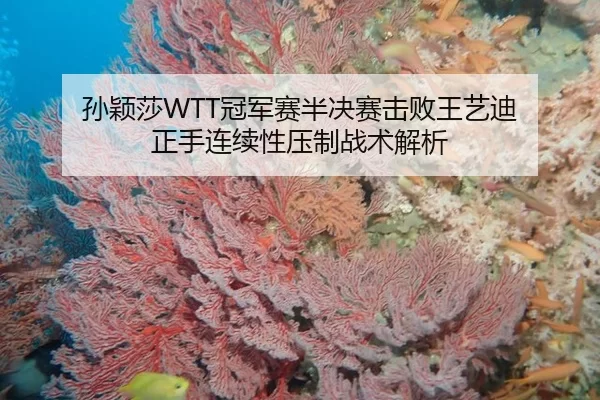 孙颖莎WTT冠军赛半决赛击败王艺迪 正手连续性压制战术解析